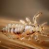 Tallahassee-lice treatment offer health